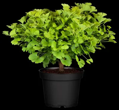 Ginkgo biloba 'Mariken' (Japanse notenboom 'Mariken') - afbeelding 13