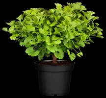 Ginkgo biloba 'Mariken' (Japanse notenboom 'Mariken') - afbeelding 13