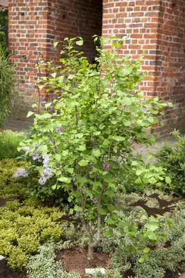 Ginkgo biloba 'Tit' (Japanse notenboom 'Tit') - afbeelding 2