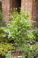 Ginkgo biloba 'Tit' (Japanse notenboom 'Tit') - afbeelding 2