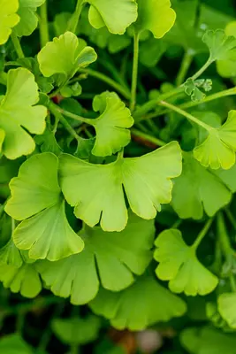 Ginkgo biloba 'Tit' (Japanse notenboom 'Tit') - afbeelding 6