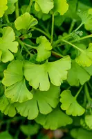 Ginkgo biloba 'Tit' (Japanse notenboom 'Tit') - afbeelding 6