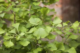 Ginkgo biloba 'Tit' (Japanse notenboom 'Tit') - afbeelding 1