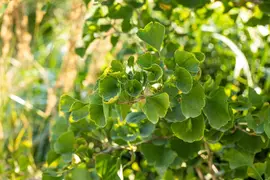 Ginkgo biloba 'Tit' (Japanse notenboom 'Tit') - afbeelding 3