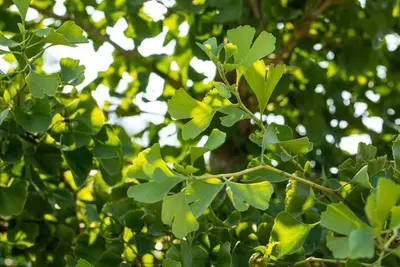 Ginkgo biloba 'Tit' (Japanse notenboom 'Tit') - afbeelding 4