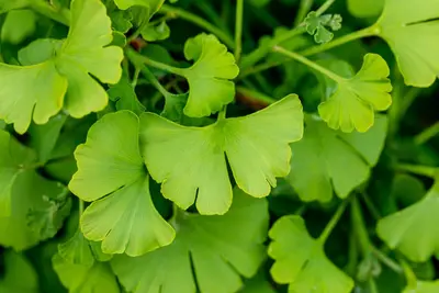 Ginkgo biloba 'Tit' (Japanse notenboom 'Tit') - afbeelding 5