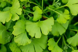 Ginkgo biloba 'Tit' (Japanse notenboom 'Tit') - afbeelding 5