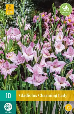 Gladiolus charming lady 10 stuks - afbeelding 1