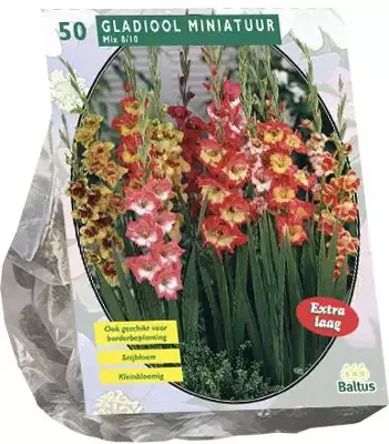 Gladiolus miniatuur mix 50 stuks - afbeelding 1
