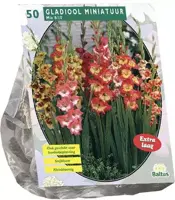 Gladiolus miniatuur mix 50 stuks - afbeelding 1