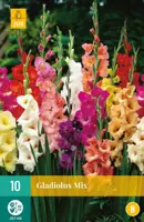 Gladiolus mix 10 stuks - afbeelding 1