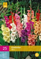 Gladiolus mix 25 stuks - afbeelding 1