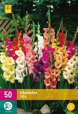 Gladiolus mix 50 stuks - afbeelding 1