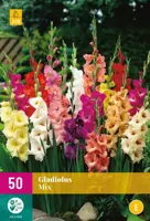 Gladiolus mix 50 stuks - afbeelding 1
