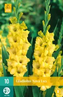 Gladiolus nova lux 10 stuks - afbeelding 1