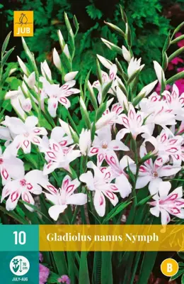 Gladiolus nymph 10 stuks - afbeelding 1
