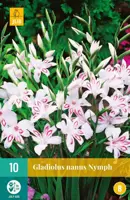 Gladiolus nymph 10 stuks - afbeelding 1