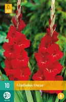 Gladiolus oscar 10 stuks kopen?