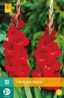 Gladiolus oscar 10 stuks - afbeelding 1