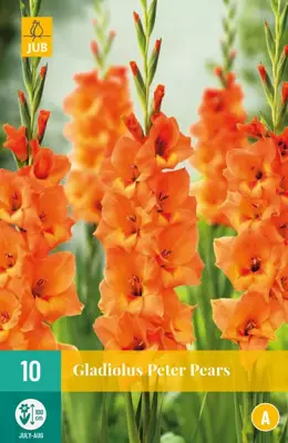 Gladiolus peter pears 10 stuks - afbeelding 1
