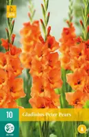 Gladiolus peter pears 10 stuks - afbeelding 1