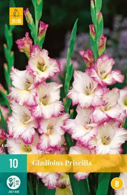 Gladiolus priscilla 10 stuks - afbeelding 1