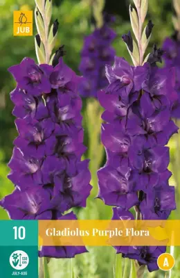 Gladiolus purple flora 10 stuks - afbeelding 1