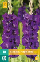 Gladiolus purple flora 10 stuks - afbeelding 1