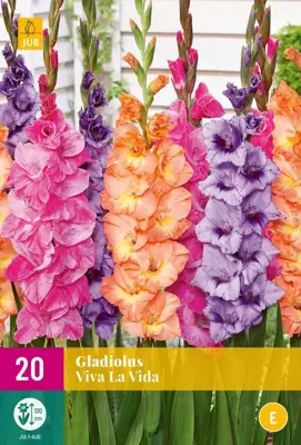 Gladiolus viva la vida 20 stuks - afbeelding 1
