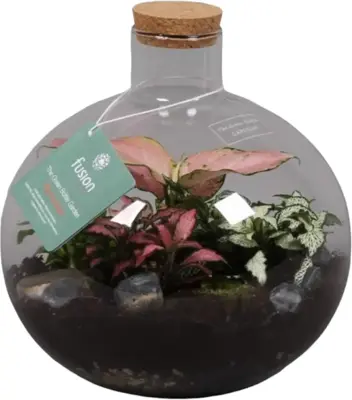 Glas Terrarium Okaido Medium met Arrangement