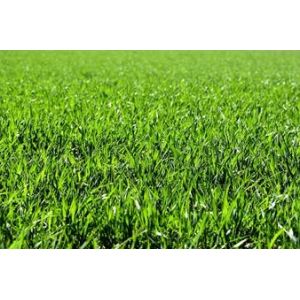 Graszaad