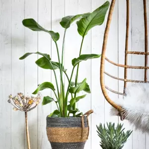 Groene kamerplanten groot +100 cm