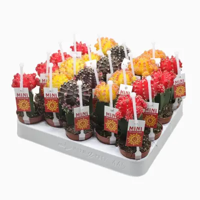 Gymnocalycium Mini-Mix (Verschillende Cactussen in Display) - afbeelding 1