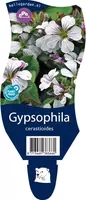 Gypsophila cerastioides (Gipskruid) kopen?