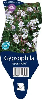 Gypsophila (Kruipend gipskruid) - afbeelding 1