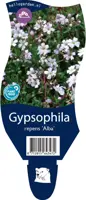 Gypsophila (Kruipend gipskruid) - afbeelding 1