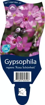 Gypsophila (Kruipend gipskruid) - afbeelding 1