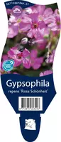 Gypsophila (Kruipend gipskruid) kopen?