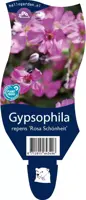 Gypsophila (Kruipend gipskruid) - afbeelding 1