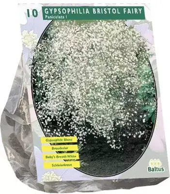 Gypsophila paniculata wit 10st - afbeelding 1