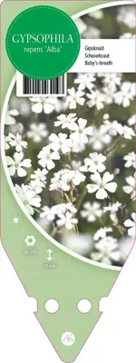 Gypsophila Repens Alba (Kruipend gipskruid) - afbeelding 1