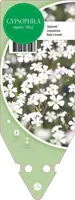 Gypsophila Repens Alba (Kruipend gipskruid) - afbeelding 1