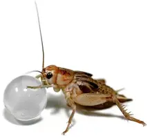 Habistat h2o ballen - afbeelding 2