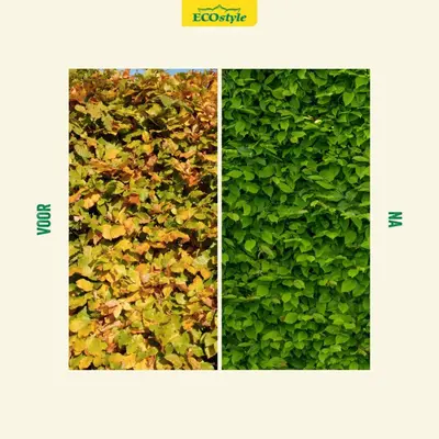 Hagen-AZ+ 4kg - afbeelding 3