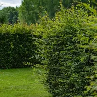 Hagen-AZ+ 4kg - afbeelding 5