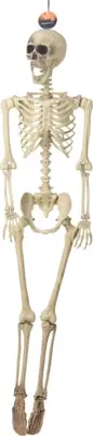 Halloween figuur skelet 165cm wit 