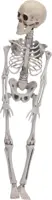 Halloween figuur skelet 40cm wit  kopen?