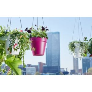 Hanging baskets & Hangpotten