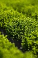 Hebe 'Emerald Gem' (Struikveronica 'Emerald Gem') - afbeelding 4