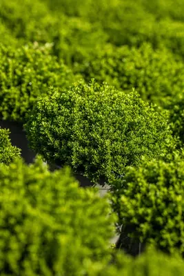 Hebe 'Emerald Gem' (Struikveronica 'Emerald Gem') - afbeelding 5
